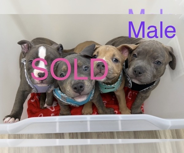 Medium Photo #5  Breeder Profile in PALM COAST, FL, USA