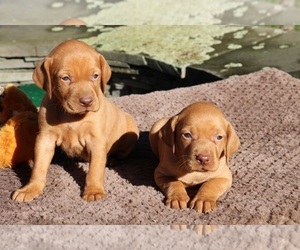 Vizsla Dog Breeder near SCHDY, NY, USA