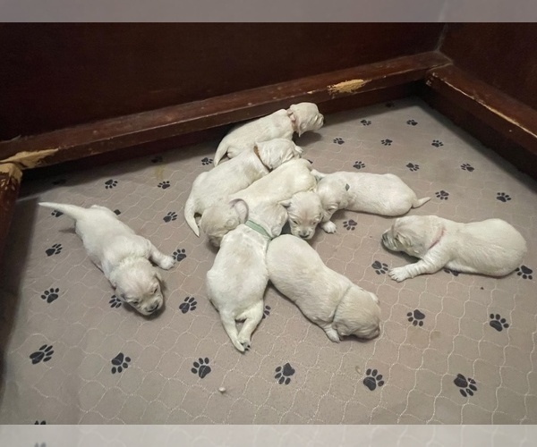 Medium Photo #16  Breeder Profile in WEATHERFORD, TX, USA