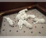 Small #15 Breeder Profile image
