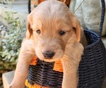 Small #13 Breeder Profile image