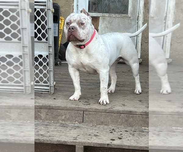 Medium Photo #1  Breeder Profile in AKRON, OH, USA