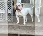 Small breeder photo