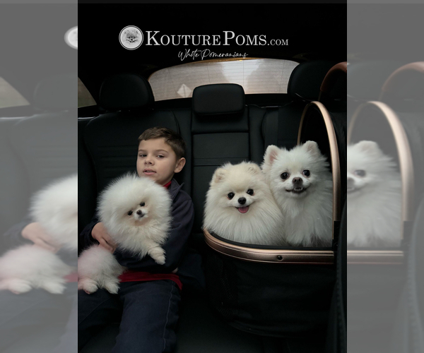 Medium Photo #19  Breeder Profile in CHARLOTTE, NC, USA