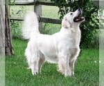 Small Photo #53  Breeder Profile in NORTHWOOD, OH, USA