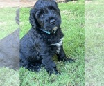 Small #7 Breeder Profile image