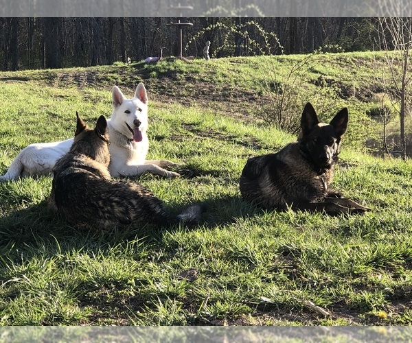 Medium Photo #1  Breeder Profile in PLEASANT HILL, MO, USA