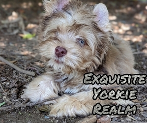 Yorkshire Terrier Dog Breeder in MEMPHIS,  USA