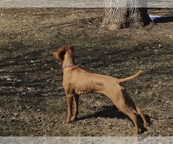 Medium Photo #4  Breeder Profile in GREENFIELD, IA, USA