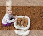 Small #17 Breeder Profile image