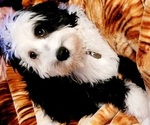 Small #30 Breeder Profile image