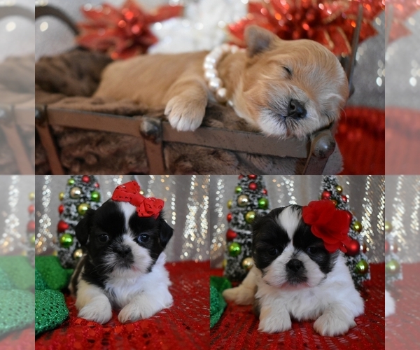 Medium Photo #1  Breeder Profile in DOWNING, MO, USA