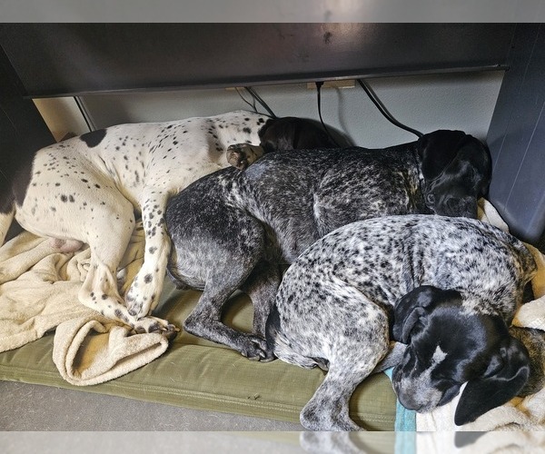 Medium Photo #16  Breeder Profile in EVANSVILLE, WY, USA