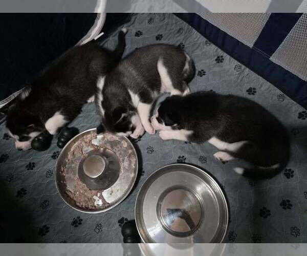 Medium Photo #8  Breeder Profile in ALTON, IL, USA