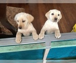 Small #1 Breeder Profile image
