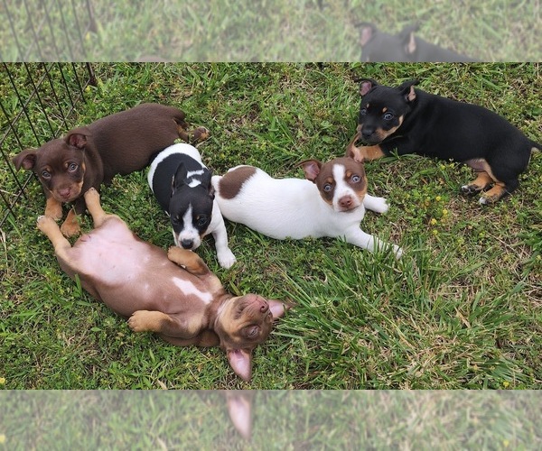 Medium Photo #1  Breeder Profile in CLAREMORE, OK, USA