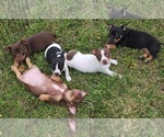 Small breeder photo