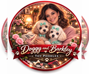 Poodle (Toy) Dog Breeder near CASSELBERRY, FL, USA