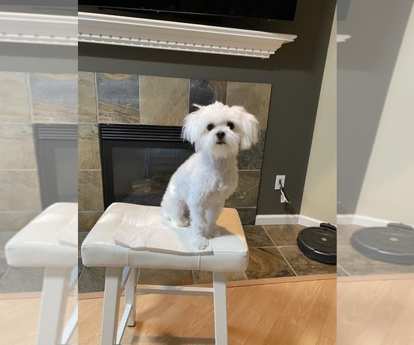 Medium Photo #1  Breeder Profile in SANTA CLARA, CA, USA