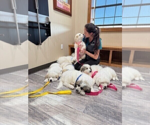 Medium Photo #9  Breeder Profile in VICTORIA, TX, USA