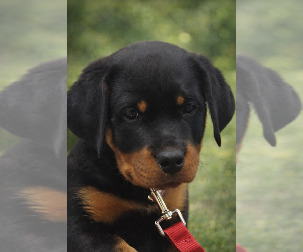 Medium Photo #6  Breeder Profile in O FALLON, MO, USA