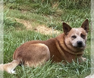 Australian Cattle Dog Dog Breeder near DOVER, OR, USA