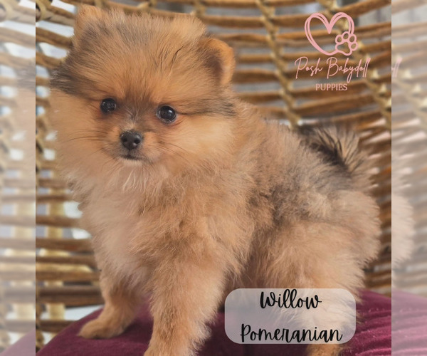 Medium Photo #2  Breeder Profile in ELMHURST, IL, USA