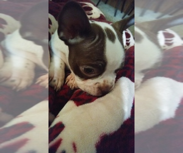 Medium Photo #1  Breeder Profile in DAYTON, TX, USA