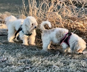 Coton de Tulear Dog Breeder near LISLE, IL, USA