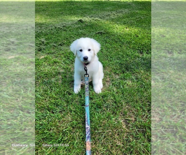 Medium Photo #7  Breeder Profile in SCOTTSVILLE, KY, USA