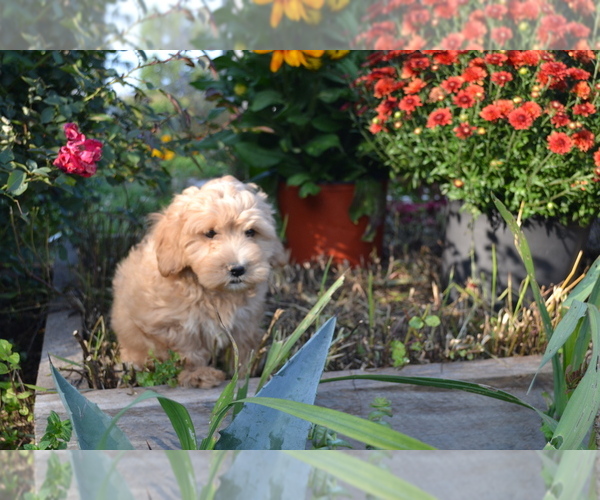 Medium Photo #9  Breeder Profile in GREENWOOD, WI, USA
