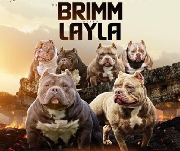 Medium Photo #1  Breeder Profile in LOUISVILLE, KY, USA