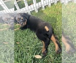 Small #1 Breeder Profile image