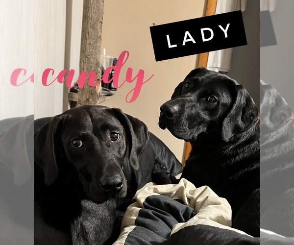 Medium Photo #1  Breeder Profile in OLIVE HILL, KY, USA