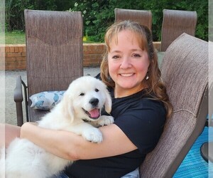 English Cream Golden Retriever Dog Breeder in COLUMBUS,  USA