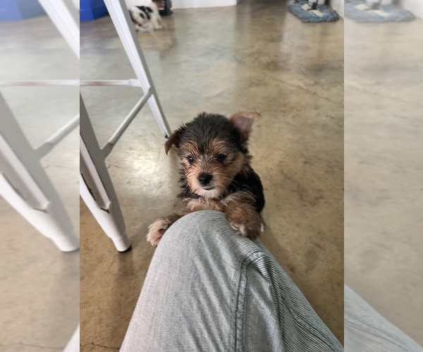 Medium Photo #1  Breeder Profile in GOLDTHWAITE, TX, USA