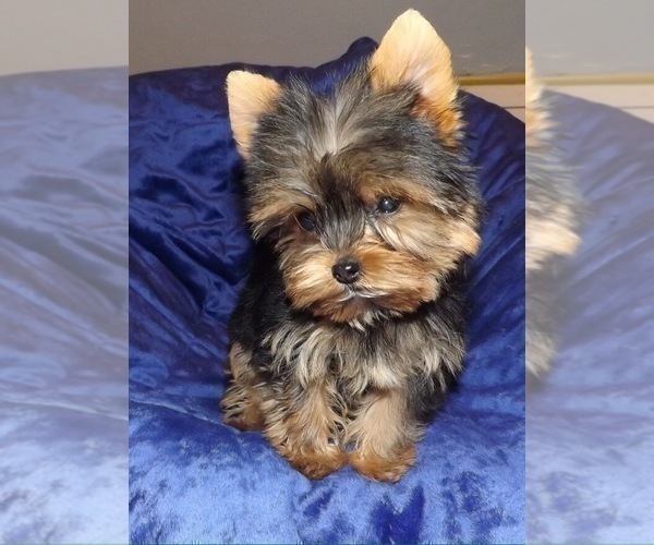 Medium Photo #11  Breeder Profile in CASSVILLE, MO, USA