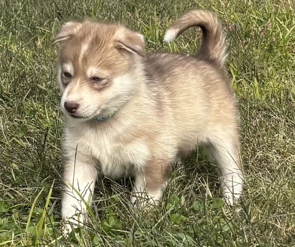 Medium Photo #6  Breeder Profile in WORTHINGTON, KY, USA