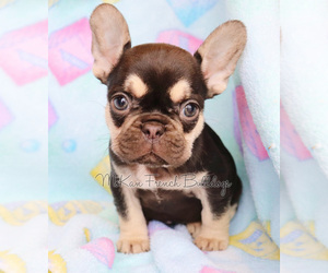 French Bulldog Dog Breeder near BELLE CENTER, MO, USA