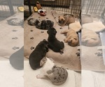 Small #22 Breeder Profile image