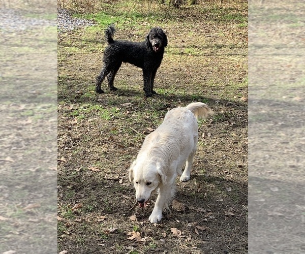 Medium Photo #61  Breeder Profile in LAKE GEORGE, NY, USA