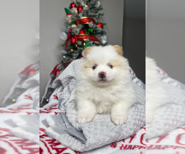 Medium Photo #1  Breeder Profile in HOUSTON, TX, USA