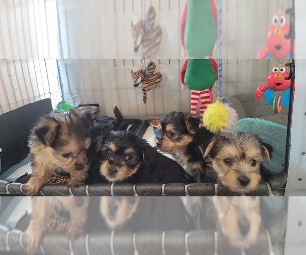 Medium Photo #319  Breeder Profile in AKRON, OH, USA