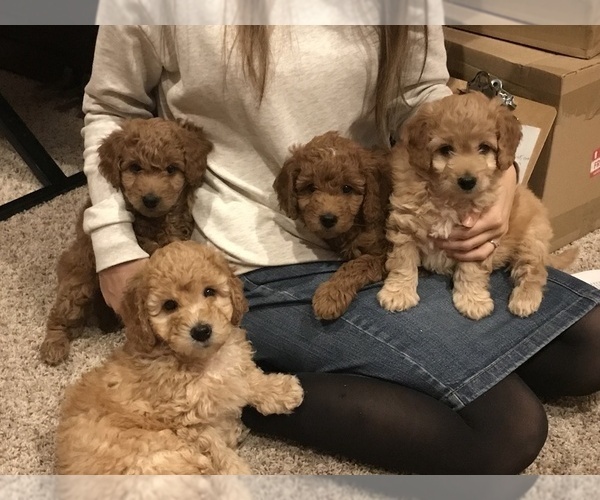 Medium Photo #1  Breeder Profile in ALBION, NJ, USA
