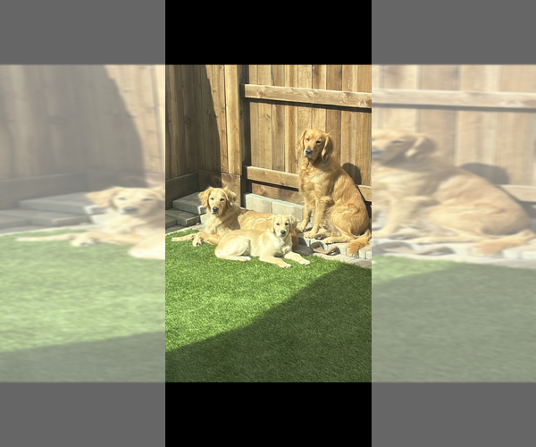 Medium Photo #9  Breeder Profile in BLUE SPRINGS, MO, USA