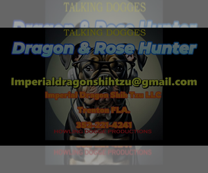 Shih Tzu Dog Breeder near FANNING SPGS, FL, USA