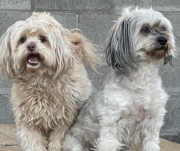 Medium Photo #1  Breeder Profile in PALMDALE, CA, USA