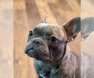 French Bulldog Dog Breeder near SALEM, OR, USA