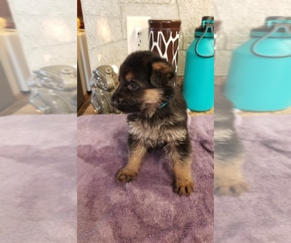 Medium Photo #1  Breeder Profile in DEERFIELD, IN, USA