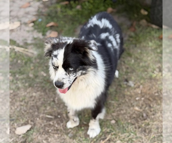 Medium Photo #3  Breeder Profile in NEWBERRY, FL, USA
